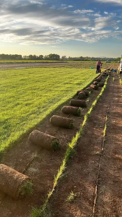 Rollos de pasto recién cosechados en el campo, al atardecer