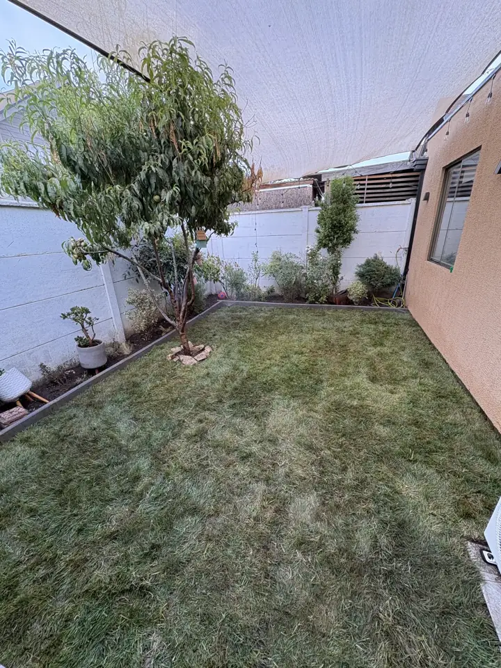 Mismo patio con pasto en rollo instalado alrededor del árbol