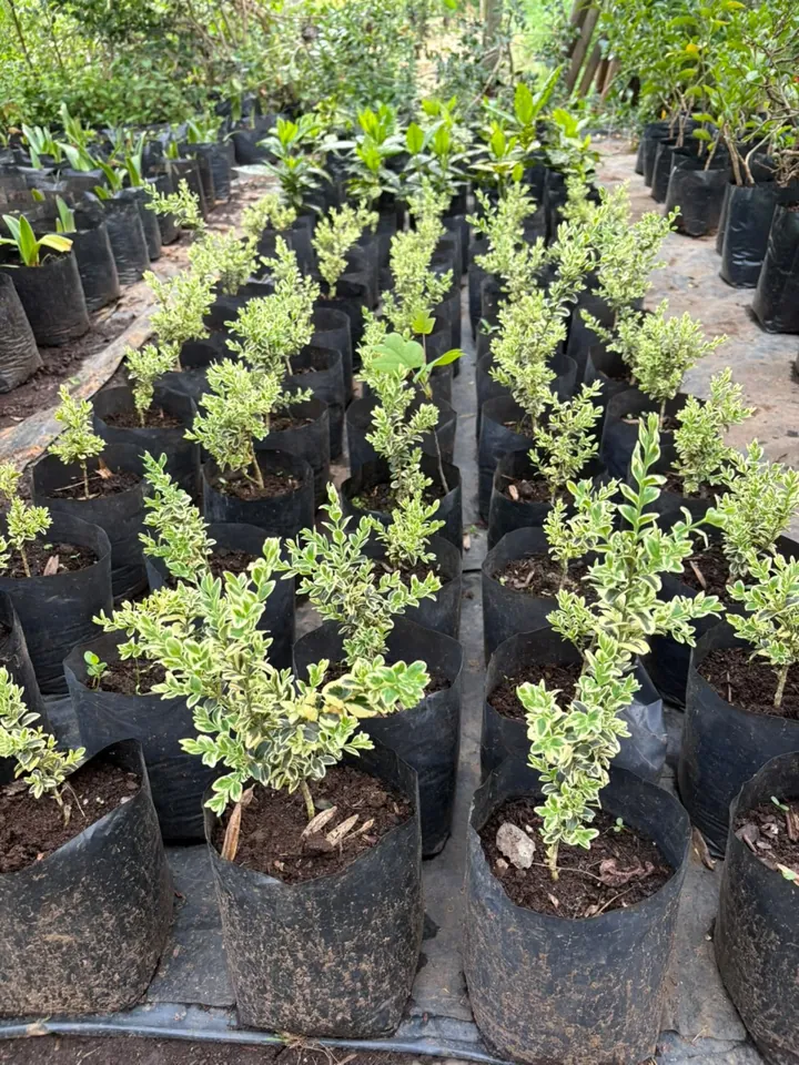 Plantas de borde variegadas en bolsa, en hileras